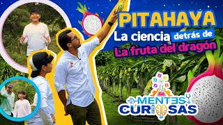 CURIOUS MINDS: DRAGON FRUIT Full Version
