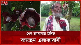 এক ছড়ায়  বিষ্ময়কর ১২ কলার মোচা | Unusual Nature | Banana Tree | Jhalokathi | Somoy TV