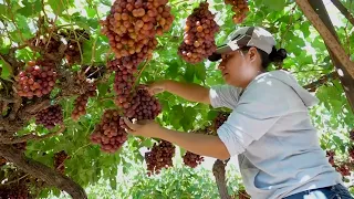 Especialistas destacaron la necesidad de atender las condiciones de las mujeres jornaleras agrícolas