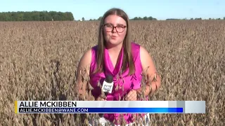 Too much rain doesn't make grain: Northeast Indiana harvest 2026 outlook