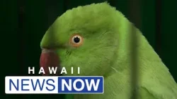 State looking at reducing parakeet population with one-year pilot program