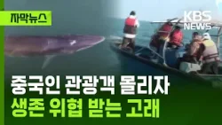 [자막뉴스] 중국인 관광객 몰리자, 생존 위협 받는 고래 / KBS 2026.02.10.