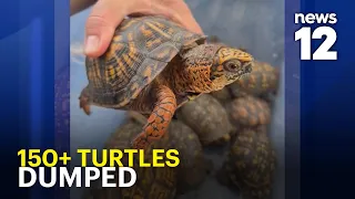 Mystery dumping of 150+ turtles triggers rescue effort and investigation in NJ
