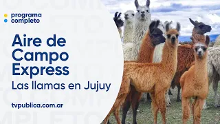 Jujuy: Between llamas, Andean potatoes, and chilacayote - Aire de Campo Express