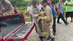 Bomberos atrapan a cocodrilo que andaba merodeando en la residencial Los Castaños en Choloma