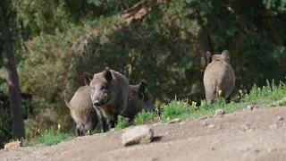 African Swine Fever: Regional guidelines for municipalities