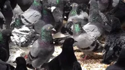 Полиция проводит расследование после спасения сотен голубей из дома в Уилкс-Барре.