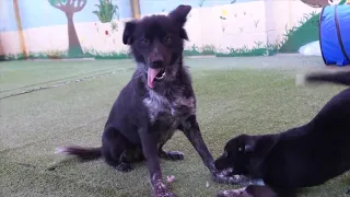 Meet Yelena and her puppies, an Australian shepherd mix looking for a home