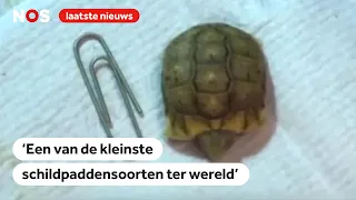 Smaller than a paperclip: endangered mini-turtle born at Diergaarde Blijdorp