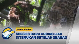 Spesies Kucing Liar Baru Ditemukan di Bolivia Setelah Lebih Dari Seabad [Zona Bisnis]