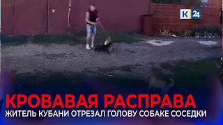 Натравил стаффордов и отрезал голову: убивший собаку житель Краснодара задержан