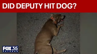 Brevard deputy under investigation after allegedly hitting dog