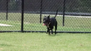 Tailwaggers: Meet Ember