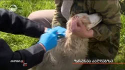 ზრუნვა ძაღლებზე ზრუნვა ძაღლებზე