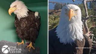 Beloved Big Bear eagle Jackie dies after prolonged illness, wildlife officials say