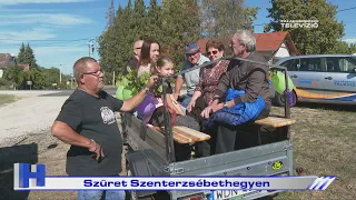 Szüret Szenterzsébethegyen – ZTV Híradó 2026-09-29