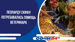 Skif the leopard needed veterinary help