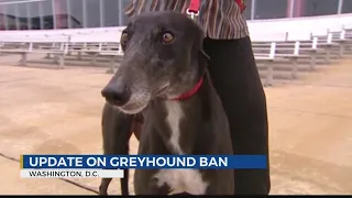 Greyhound racing's future could be decided in Washington