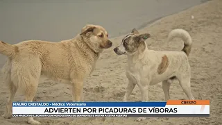 Mauro Cristaldo   Advierten por picaduras de víboras en mascotas
