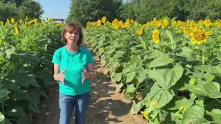 Your City, This Week: July 13: Dix Park sunflower and more!
