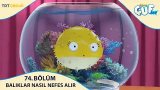 Çocukçuf | 74.Bölüm | Balıklar Nasıl Nefes Alır?