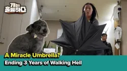 A Miracle Umbrella? Ending 3 Years of Walking Hell [Dogs Are Incredible] | KBS WORLD TV 260331