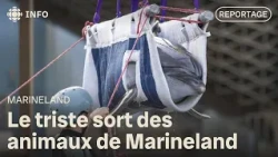 Pourquoi certains animaux marins ne survivent-ils pas après avoir quitté Marineland?