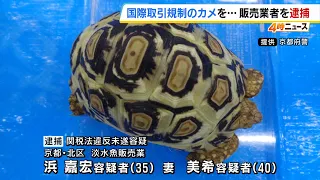 Stuffed into a cooler bag… Freshwater fish store owner couple arrested in Kyoto for allegedly att...