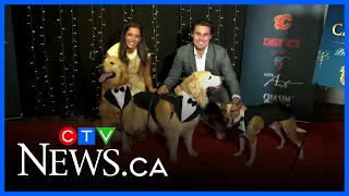 Paws for mental health