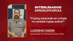 Pesquisador avalia eficácia de vacina em spray contra gripe aviária Pesquisador avalia eficácia de vacina em spray contra gripe aviária