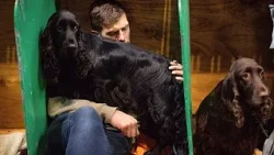İngiltere: Crufts Birmingham'da 20 binden fazla köpekle başladı
