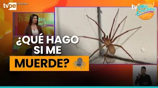 Spider Bites: Warning Signs You Need to Know 🕷️🚨