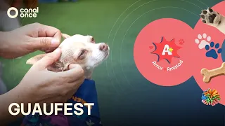 A + A - Guaufest (08/08/2026)