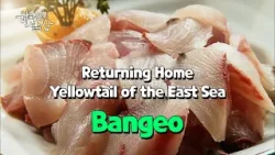 [SUB] Yellowtail of the East Sea (Bangeo) [Korean Dining Table] | KBS WORLD TV 160223