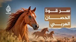 أسرار الحصان العربي.. لماذا يعد من أغلى خيول العالم؟