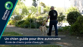 Un chien guide pour être autonome : École de chiens guides d’aveugle