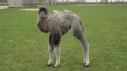Allo zoo di Whipsnade nasce il piccolo cammello Sophia e cresce l’impegno per la conservazione Allo zoo di Whipsnade nasce il piccolo cammello Sophia e cresce l’impegno per la conservazione