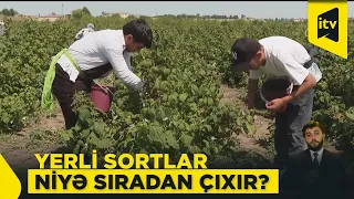Fermerlər seçim edir: Göygöldə hansı moruq sortlarına tələbat artır?