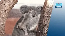 Koala-Junges im Zoo Zürich zeigt sich zum ersten Mal