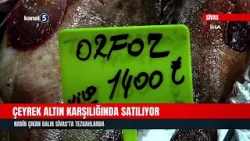 Çeyrek Altın Karşılığında Satılıyor | Nadir Çıkan Balık Sivas'ta Tezgahlarda