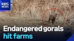 Endangered gorals hit farms / KBS  2026.01.13.