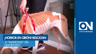 "Manchas," a Dog Surviving Amidst Feces and Without Food, Rescued in Girón