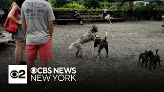 New York City Council takes on dog waste
