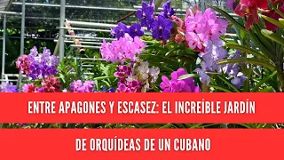 Between blackouts and shortages: A Cuban man's incredible orchid garden