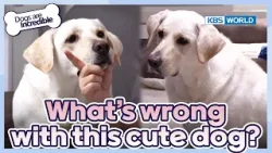 Labradors are known as angels? [Dogs Are Incredible : EP.216-1] | KBS WORLD TV 240423
