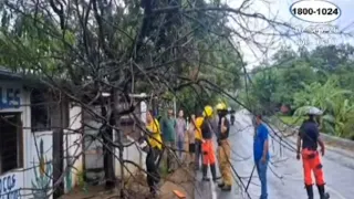 Rain and winds cause eight trees to fall and property damage in Ticuantepe