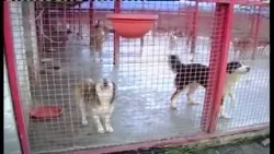 Prescrizioni per il canile, affidati i lavori prescritti dalla Asl  Si allungano i tempi