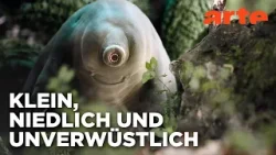 Bärtierchen - Winzig, aber hart im Nehmen | Doku HD Reupload | ARTE Bärtierchen - Winzig, aber hart im Nehmen | Doku HD Reupload | ARTE