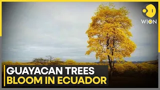 Yellow Guayacan Trees Bloom in Ecuador | WION News