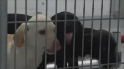 Fresno Animal Center eases overcrowding with community aid, but support is still urgent Fresno Animal Center eases overcrowding with community aid, but support is still urgent